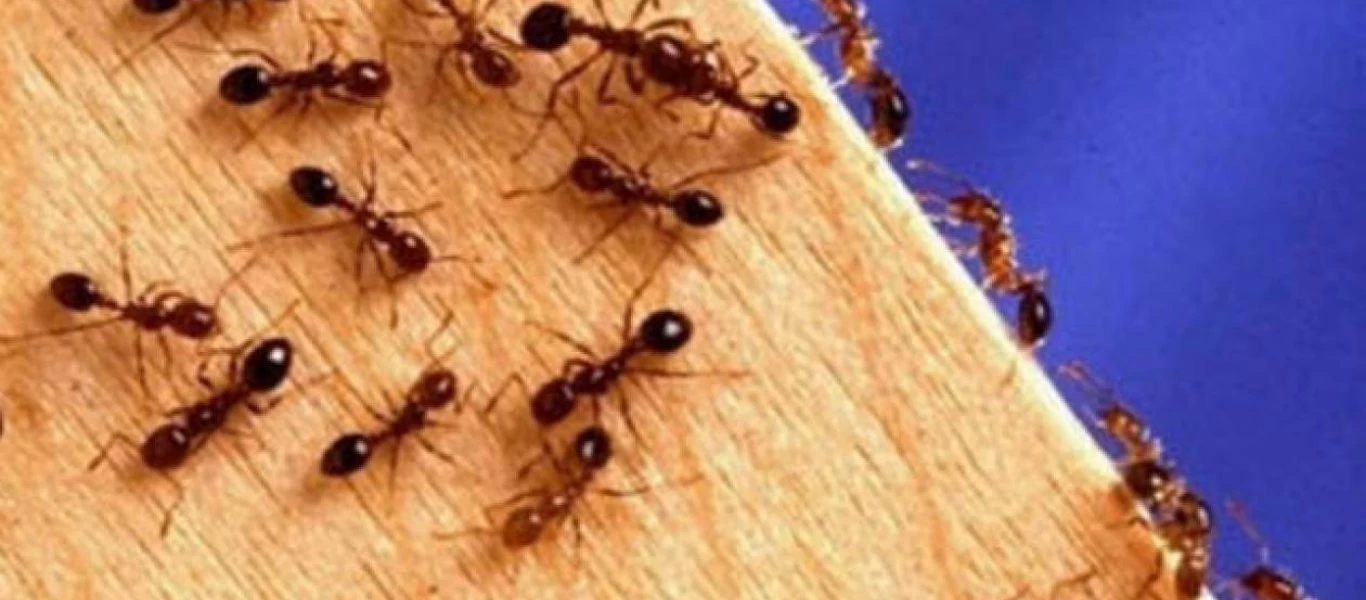 Θα σας «λύσει» τα χέρια: Αυτή είναι η μυρωδιά που δεν αντέχουν τα μυρμήγκια και οι κατσαρίδες